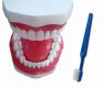TOOTH BRUSH DEMO MODEL TOOTH BRUSH DEMO MODEL